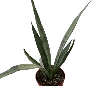 Snake 'Silver Princess'