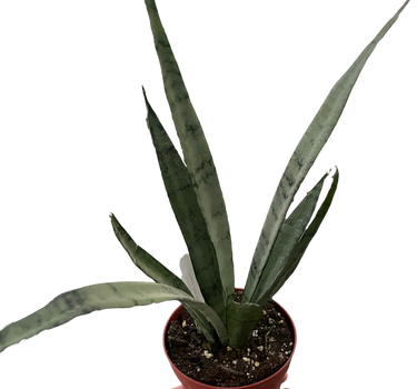 Snake 'Silver Princess'