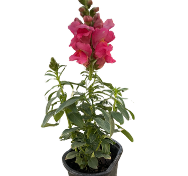 SnapDragon