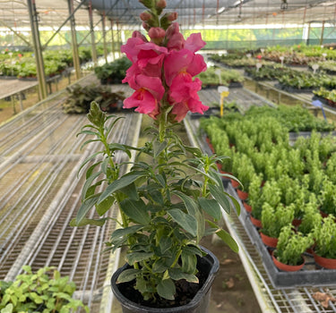 SnapDragon