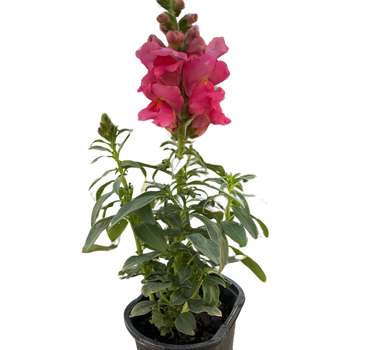 SnapDragon
