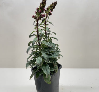 SnapDragon