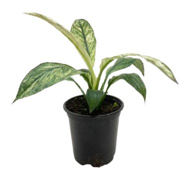 Spathiphyllum Jessica