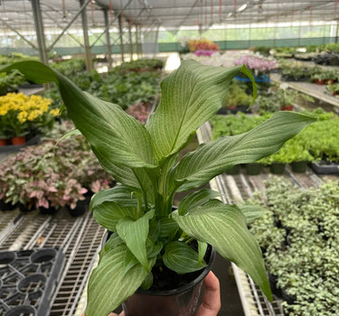 Spathiphyllum 'Platinum Mist'