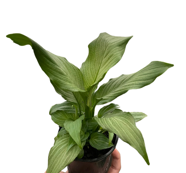 Spathiphyllum 'Platinum Mist'