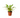 Spider Plant 'Fire Flash'