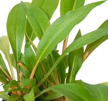Spider Plant 'Fire Flash'