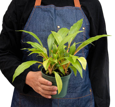Spider Plant 'Fire Flash'