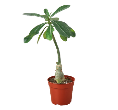 1 Succulent Monthly Subscription Box