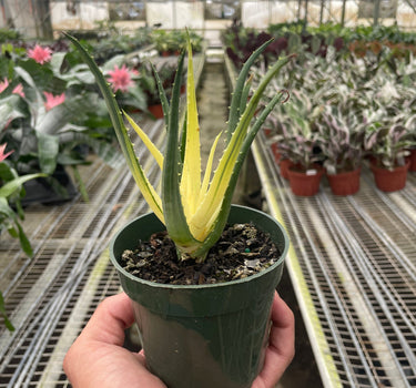 Succulent Aloe Solar Flare