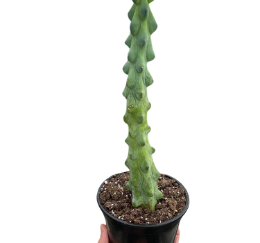 Boobie Cactus