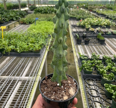 Boobie Cactus