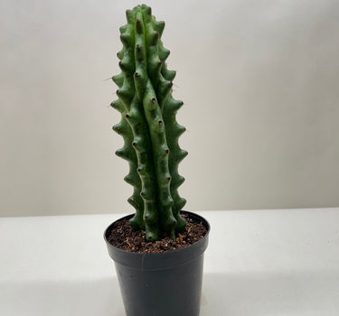 Succulent Cactus Ghost White Boobie