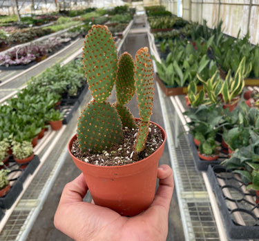 Opuntia 'Microdasys' (Bunny Ear Cactus)