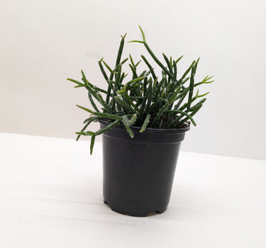 Succulent Cactus 'Mistletoe'