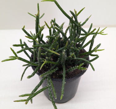 Succulent Cactus 'Mistletoe'