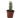 Succulent Cactus Old Man