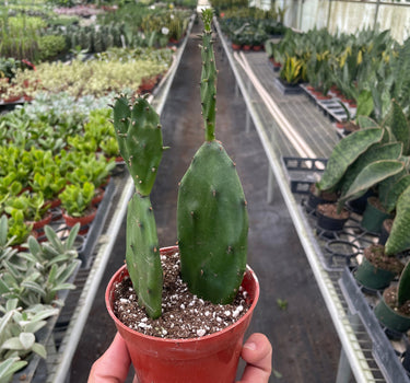 Succulent Prickly Pear Cactus