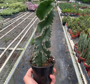Cereus forbesii 'Spiralis'