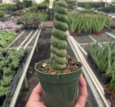 Succulent Unicorn Cactus