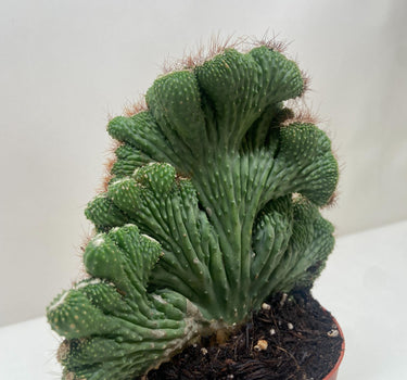 Succulent Cereus Coral Green