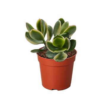 Succulent Crassula Jade Variegated
