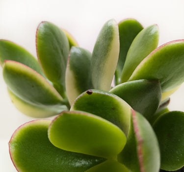 Succulent Crassula Jade Variegated