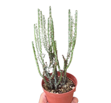 Succulent Euphorbia Aeruginosa