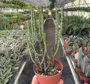 Succulent Euphorbia Aeruginosa