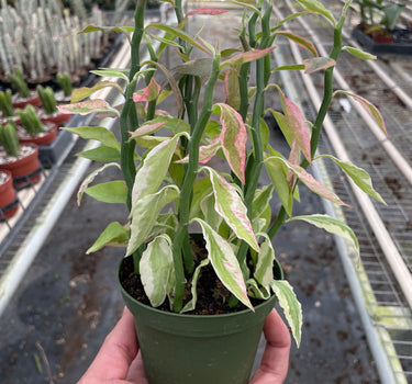 Variegated Devil's Backbone Euphorbia