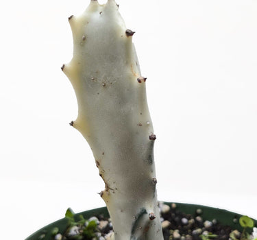 Succulent Euphorbia 'Dragon Bone'