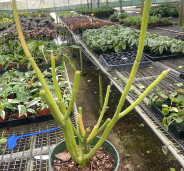 Euphorbia 'Pencil Cactus'