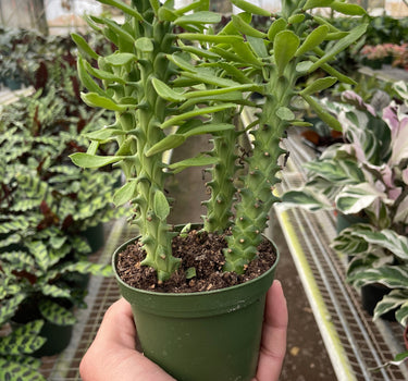 Euphorbia 'Sausage Spurge'