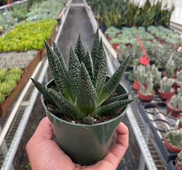 Succulent Gasteria Durban