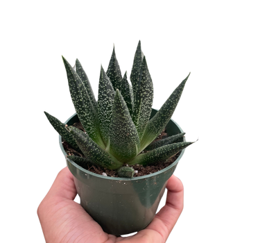 Succulent Gasteria Durban