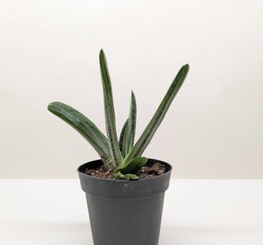 Succulent Gasteria Little Warty
