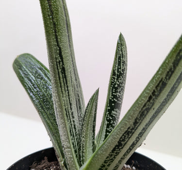 Succulent Gasteria Little Warty