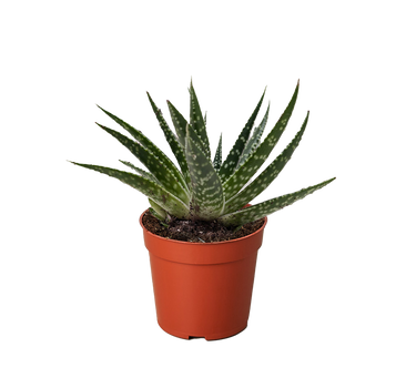 Succulent Gasteria Zimflora