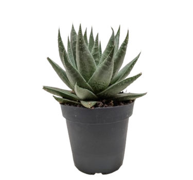 Succulent Haworthia Savanna