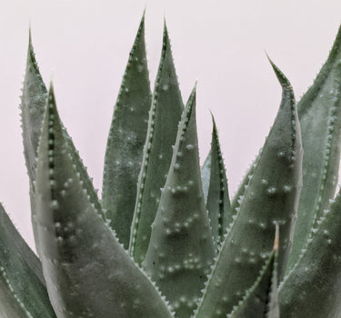 Succulent Haworthia Savanna