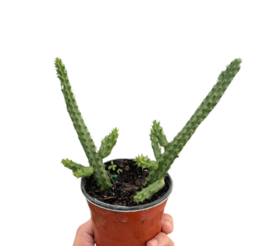 Red Dragon Flower (Huernia schneideriana)