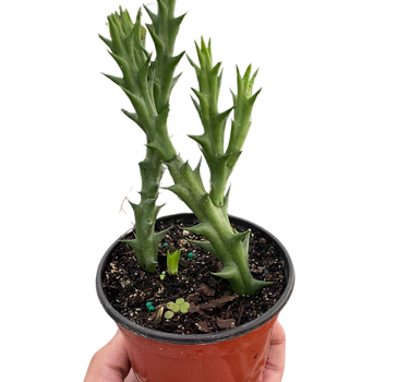 Starfish Cactus (Stapelia orbea variegata)
