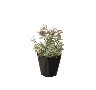 Sedum Tricolor