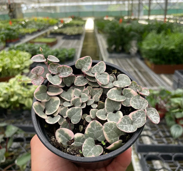 String of Hearts Variegated