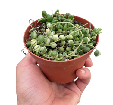 Succulent 'String of Pearls' Variegated