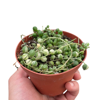Succulent 'String of Pearls' Variegated
