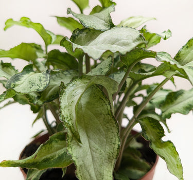 Syngonium 'Three Kings'
