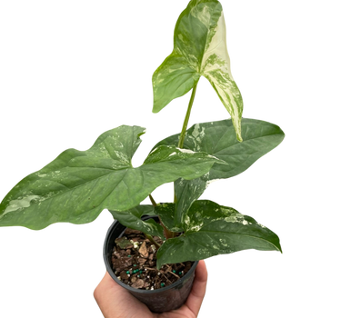 Syngonium 'Albo Variegata'