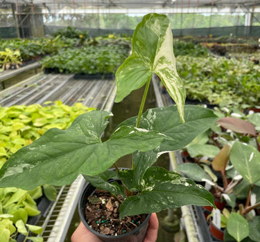 Syngonium 'Albo Variegata'