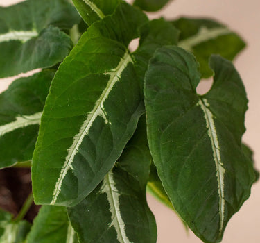 Syngonium wendlandii 'Black Velvet'